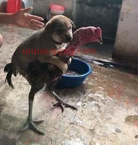 鸡哥算了